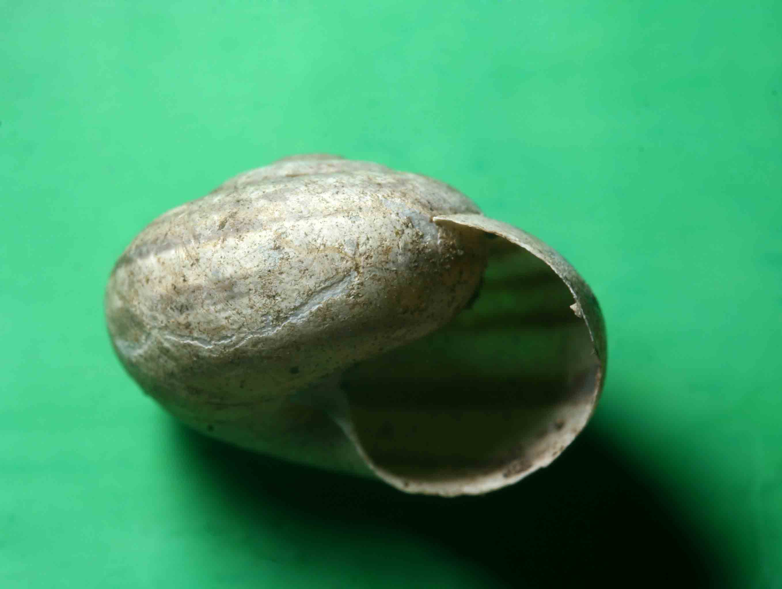 Eobania vermiculata - Lipari